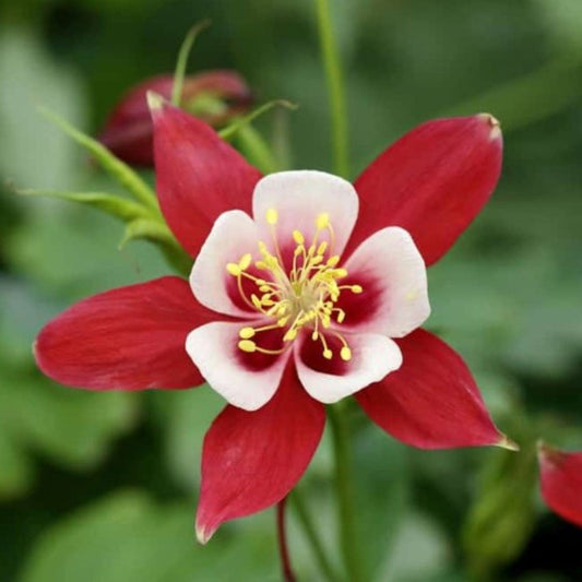 Columbine Aquilegia Flower Seeds