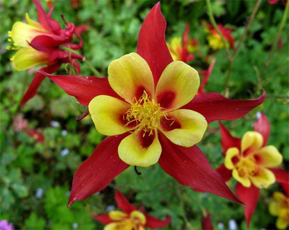 Close-Up of Columbine (Aquilegia) Blooms