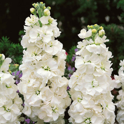 White Stock Flower Seeds