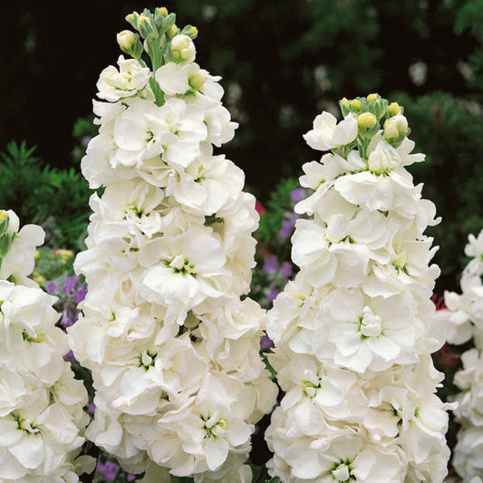 White Stock Flower Seeds