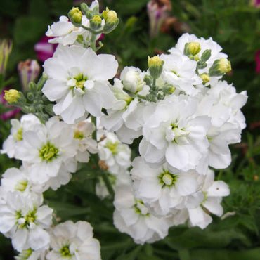 White Stock Flower Seeds