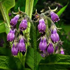 Comfrey Seeds for Planting in Herbal Gardens