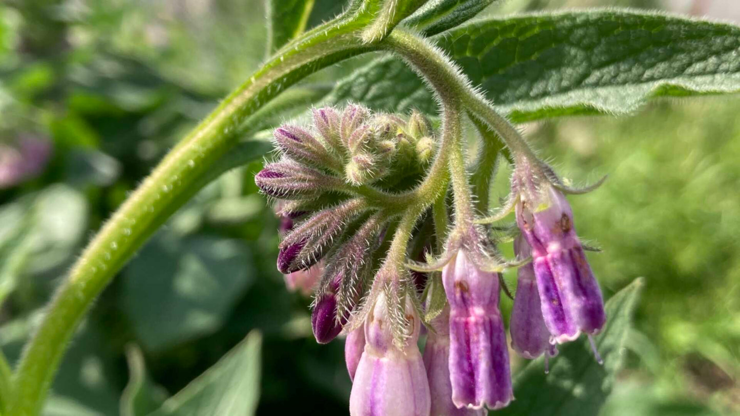 Comfrey Seeds for Planting in Herbal Gardens