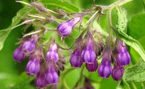 Comfrey Seeds For Planting In Herbal Gardens heirloom non-gmo organic garden seeds