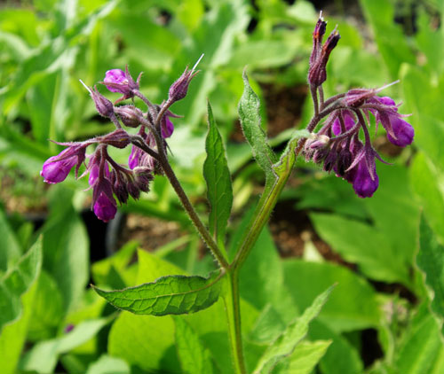 Comfrey Symphytum Officinale Seeds heirloom non-gmo organic garden seeds