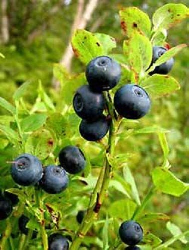 Common Bilberry Vaccinium Myrtillus Fruit Shrub European Blueberry Seeds heirloom non-gmo organic garden seeds