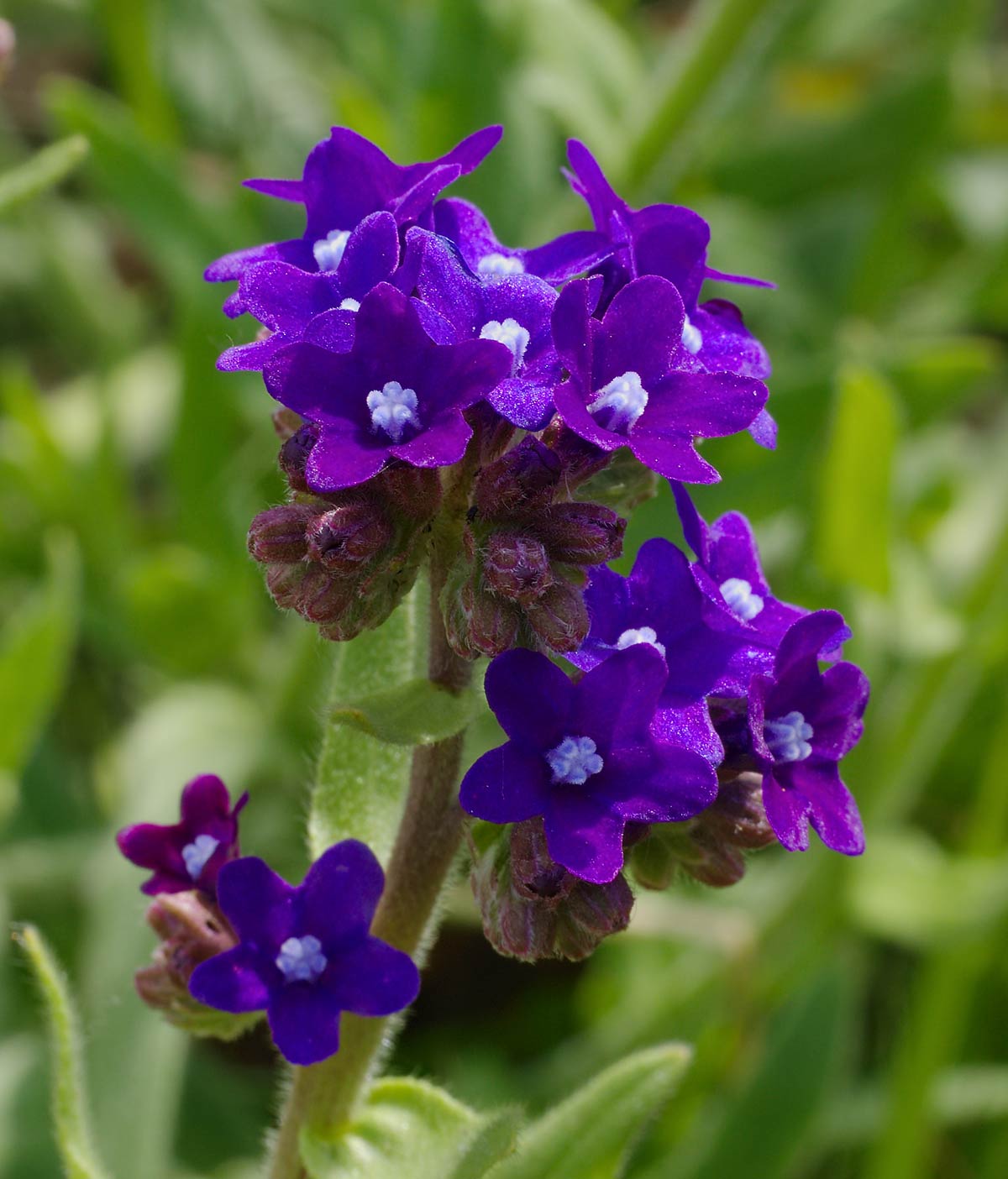Semi di Erba di Anchusa Officinalis