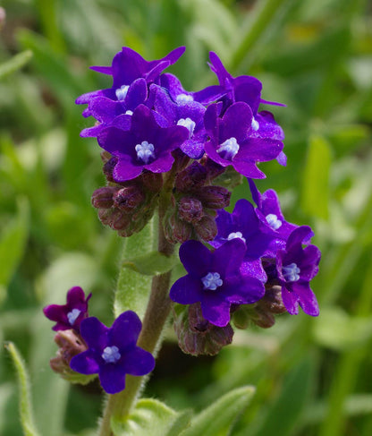 Semi di Erba di Anchusa Officinalis
