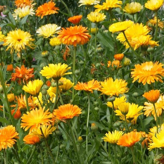 Calendula (Calendula officinalis) – Common Calendula Seeds