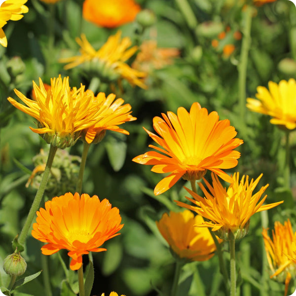 Calendula Calendula Officinalis – Common Calendula Seeds heirloom non-gmo organic garden seeds