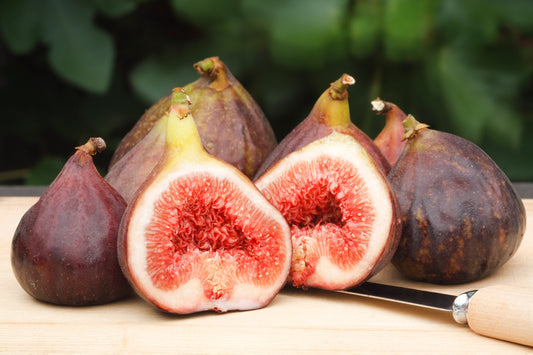 Common Edible Fig Tree Ficus Carica Purple Brown Skin Pink Flesh Fruit Seeds heirloom non-gmo organic garden seeds