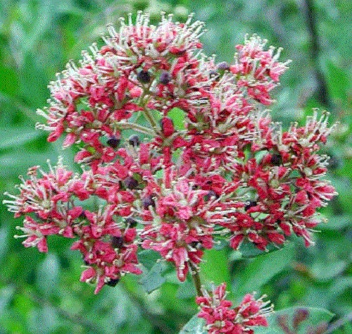 Common Henna Lawsonia Inermis Dye Plant Tattoo Flower Tree Seeds heirloom non-gmo organic garden seeds