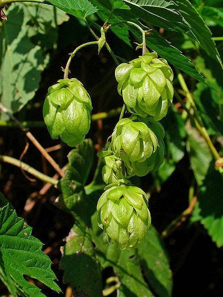 Common Hops Humulus Lupulus Vine Seeds – Beer Making Ingredient Seeds heirloom non-gmo organic garden seeds