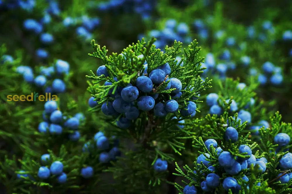 Juniperus Fruit Planting Seeds for Garden - Grow Hardy Evergreen Shrub with Aromatic Berries, Perfect for Spring or Fall Planting