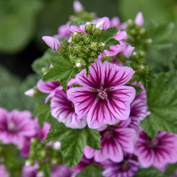 Common Mallow (Malva sylvestris) Seeds