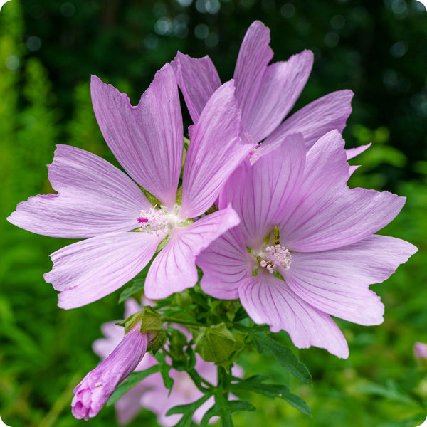 Common Mallow Malva Sylvestris Seeds heirloom non-gmo organic garden seeds