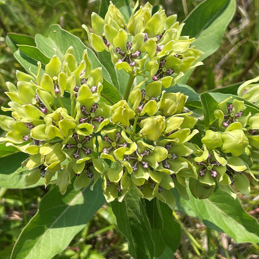 Asclepias Flower seeds for Planting Fragrant Blossoms Heirloom & GMO Free Seeds for Home Garden 
 
 Sale for planting in home garden