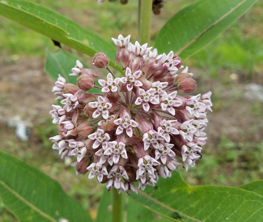 Common Milkweed Flower  Seeds