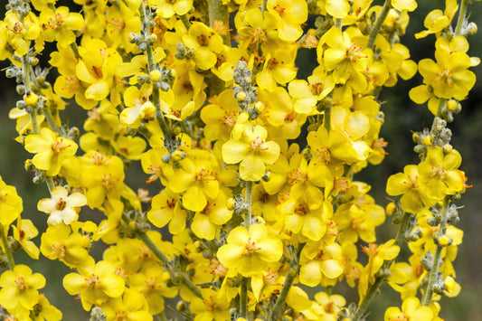 Yellow Verbascum Thapsus Common Mullein Flower Herb Seeds heirloom non-gmo organic garden seeds