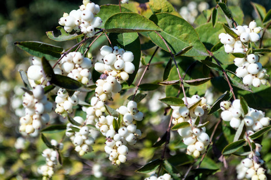Common Snowberry White Berries & Pink Flowers Symphoricarpos Alba Shrub Seeds heirloom non-gmo organic garden seeds