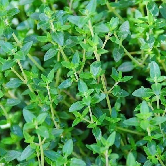 Common Thyme Thymus Vulgaris Seeds heirloom non-gmo organic garden seeds