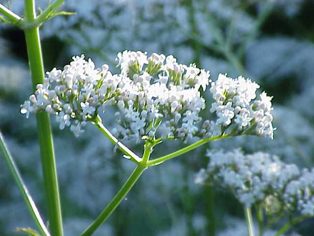 Common Valerian (Valeriana officinalis) Seeds