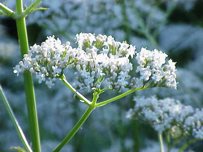 Common Valerian (Valeriana officinalis) Seeds