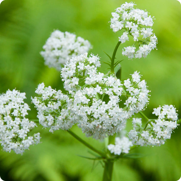 Common Valerian Valeriana Officinalis Seeds heirloom non-gmo organic garden seeds
