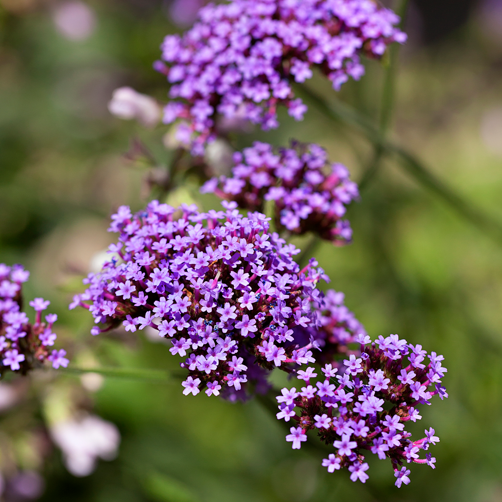 Graines de fleur rose pourprée de Verveine officinale (Verbena officinalis), plante médicinale européenne