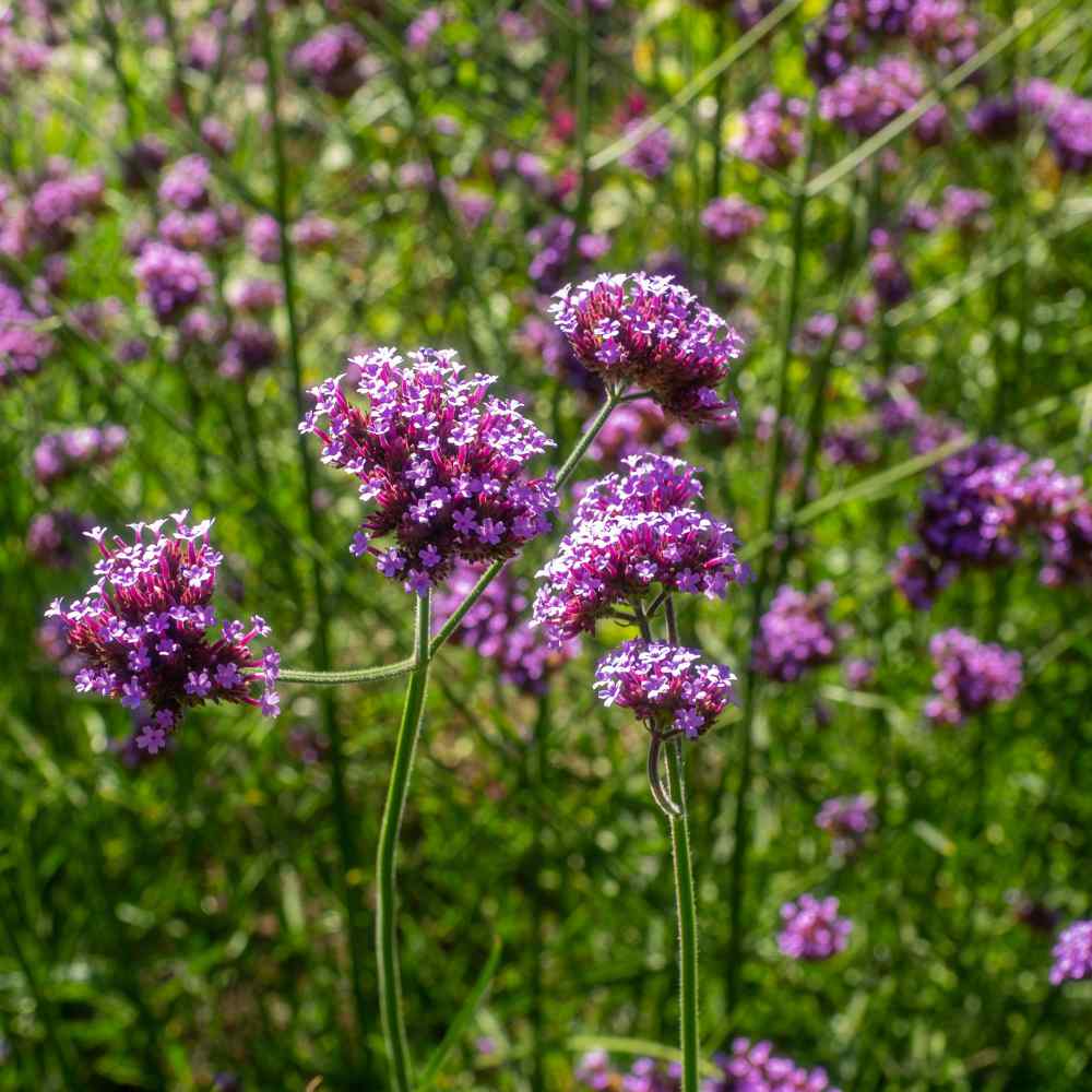 Graines de fleur rose pourprée de Verveine officinale (Verbena officinalis), plante médicinale européenne