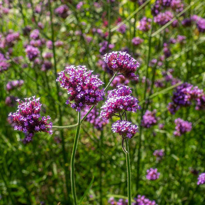 Graines de fleur rose pourprée de Verveine officinale (Verbena officinalis), plante médicinale européenne