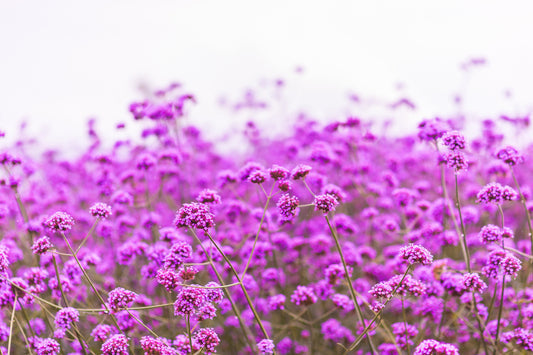 Common Vervain Verbena Officinalis European Herb Pink Purple Flower Seeds heirloom non-gmo organic garden seeds