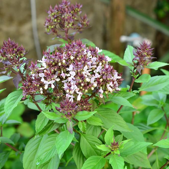 Basil Dolce Fresca Seeds for Gardening & Planting | Premium Quality Herb Seeds for Lush, Flavorful Basil Plants
