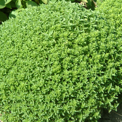 Spicy Bush Basil (Ocimum basilicum) Seeds