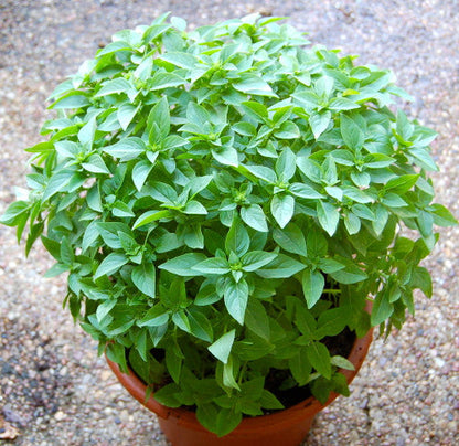 Fino Verde Basil (Ocimum basilicum 'Fino Verde') Seeds