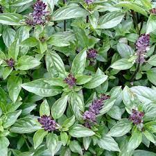 Cinnamon Basil (Ocimum basilicum 'Cinnamon') Seeds