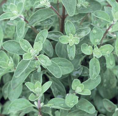 Sweet Marjoram Seeds (Origanum majorana)
