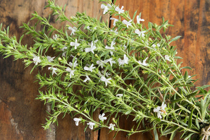 Summer Savory Seeds (Satureja hortensis)