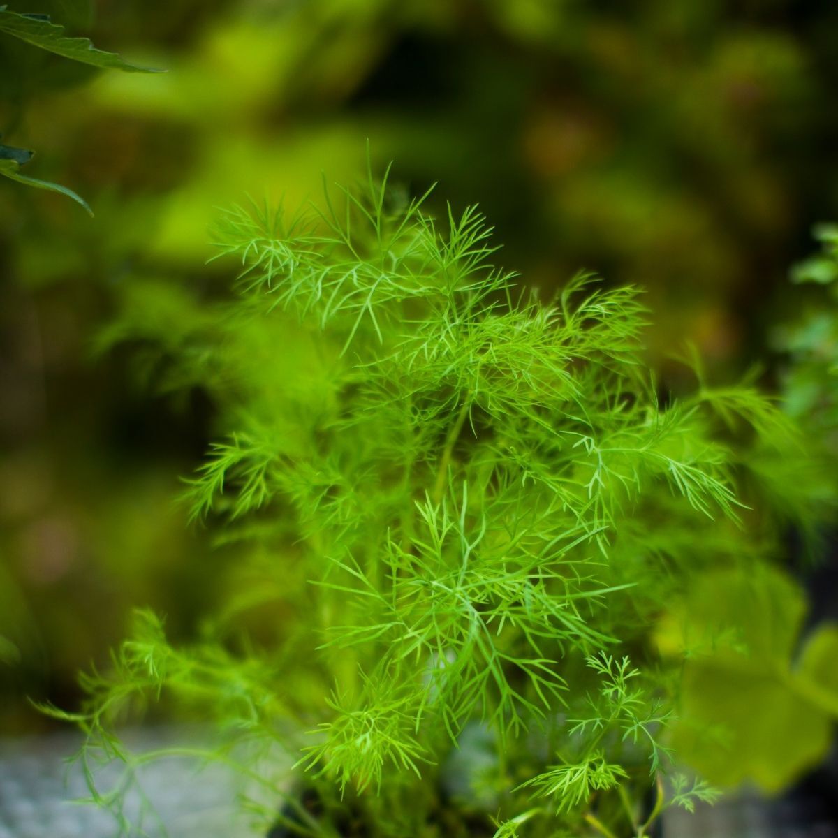 Compatto Dill Anethum Graveolens Seeds heirloom non-gmo organic garden seeds