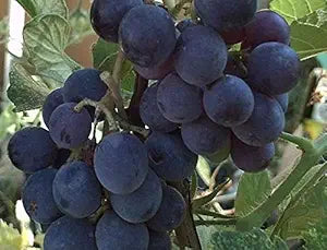 Vitis Labrusca Concord Traubensamen