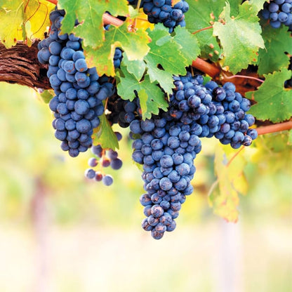 Purple Concord Grape (Vitis labrusca) Fruit Vine Seeds – White Flowering Grapevine