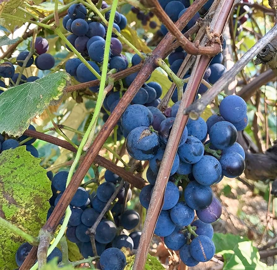 Concord Grape Vitis Labrusca Fruit Seeds For Planting In Vineyard And Garden heirloom non-gmo organic garden seeds