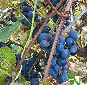 Vitis Labrusca Concord Grape Seeds heirloom non-gmo organic garden seeds