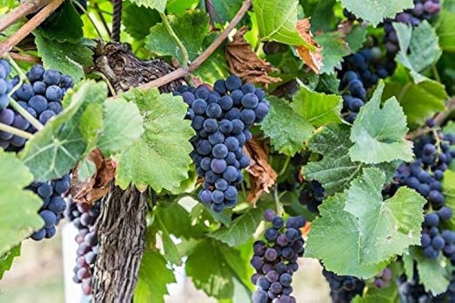 Concord Grape Vitis labrusca Fruit Seeds for Planting in Vineyard and Garden