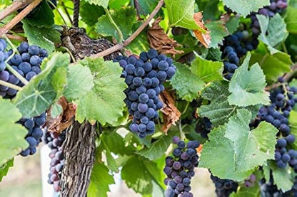 Concord Grape Vitis labrusca Fruit Seeds for Planting in Vineyard and Garden