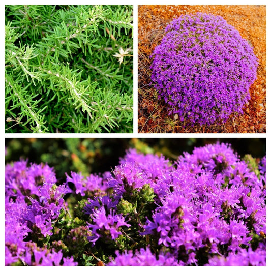 Conehead Thyme Thymus Capitatus Syn. Thymbra Capitata Mediterranean Herb With Purple Flowers Seeds heirloom non-gmo organic garden seeds