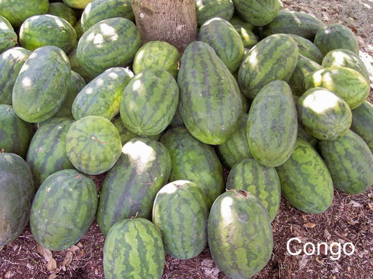 Congo Watermelon Citrullus Lanatus Aas Winner Red Fruit Melon Seeds – Lbs heirloom non-gmo organic garden seeds
