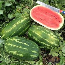 Congo Watermelon (Citrullus lanatus) AAS Winner Red Fruit Melon Seeds – 40 lbs