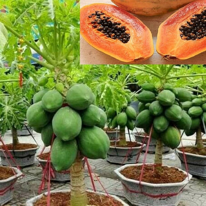 Dwarf Sweet Papaya Carica papaya Fruit Seeds for Planting in Tropical Garden