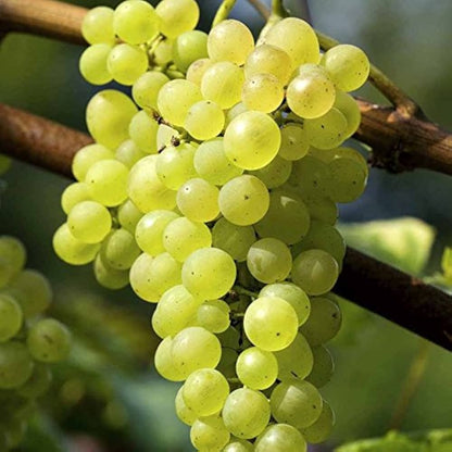 Vitis vinifera Grapevine Seeds for Planting in Backyard Garden and Vineyard